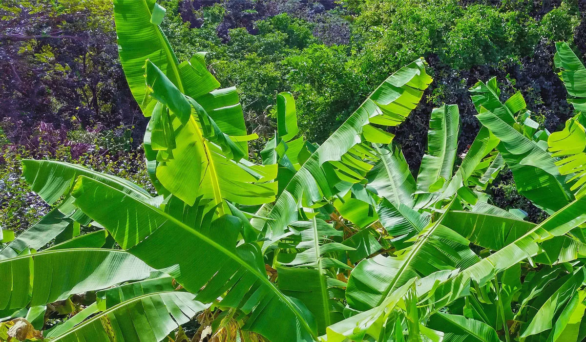 Banana leaf