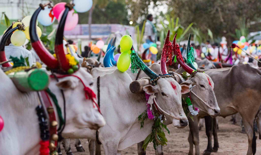 Jallikattu-Pongal-celebration