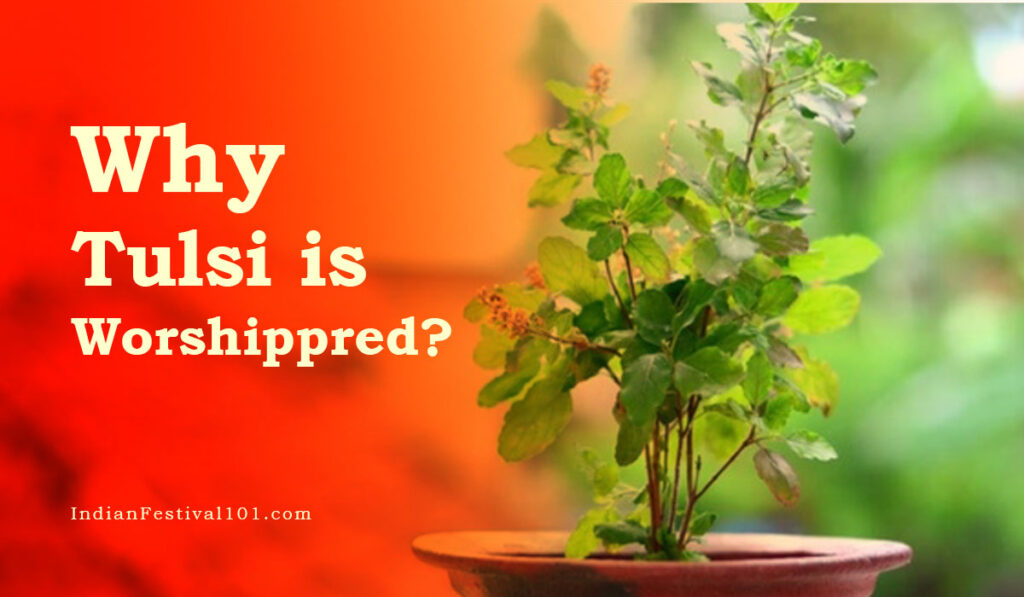 Why Tulsi is Worshipped